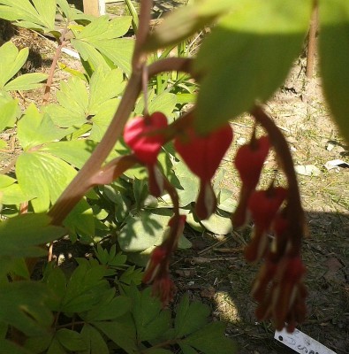 Tränendes Herz 2015-04-15.jpg