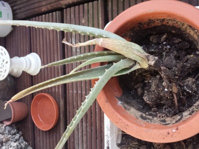 20150415_181851.jpg
