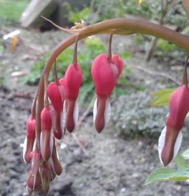 Tränendes Herz 2 2015-04-15.jpg