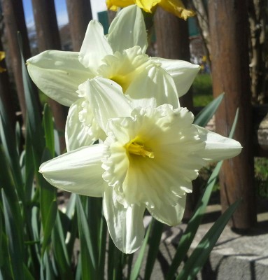 20150415_125223-1.jpg