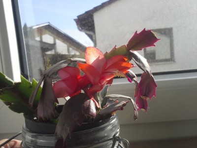 20150416_084527.jpg