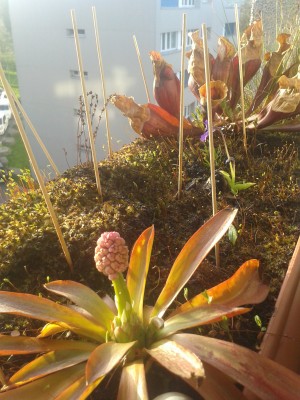 Möörchen 14.4.15.jpg