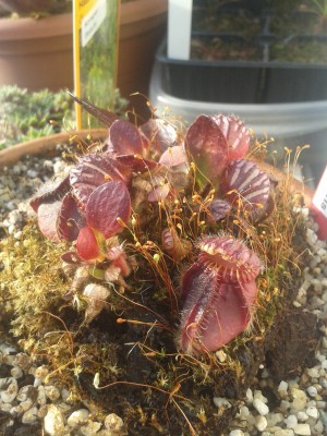 Cephalotus 14.4.15.jpg