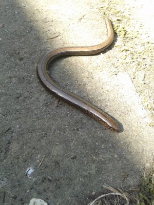 Blindschleiche 12.4.15(2).jpg