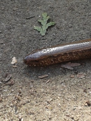 Blindschleiche 12.4.15(1).jpg