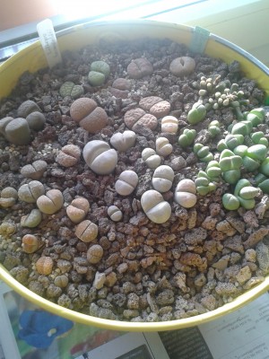Lithops 14.4.15.jpg
