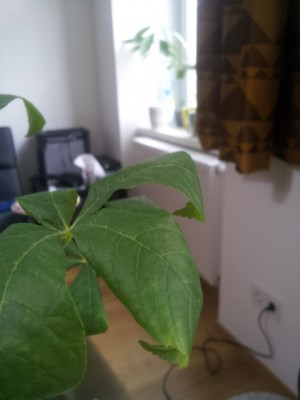 20150417_130809.jpg
