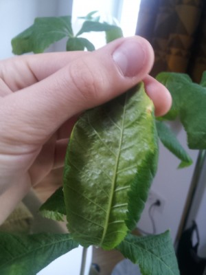 20150417_130827.jpg