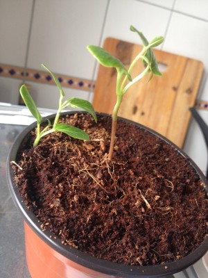 Foto 16.04.15 10 50 40.jpg