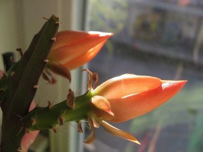 IMG_8986.JPG
