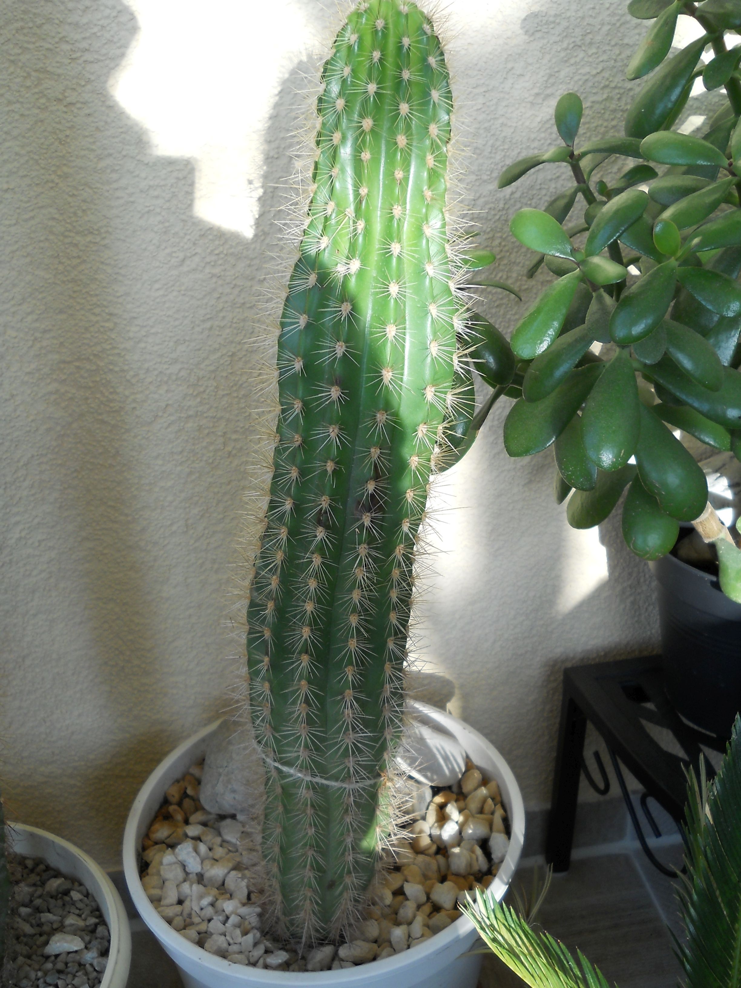 kaktus geilwuchs Kaktus-Wolfsmilch Euphorbia Acrurensis (Cowboy-Kaktus) Ø24cm 80cm main image 0