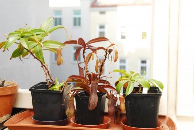 DSC_0705_Nepenthes.jpg