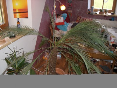 palme.jpg