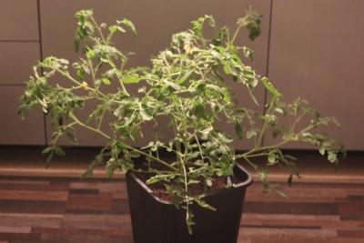 Ampeltomate am 23.04.2015.jpg