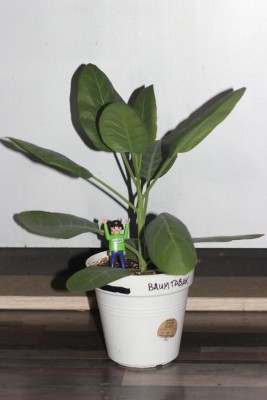 Baumtabak am 23.04.2015.jpg