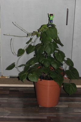 Ipomoea  23.04.2015.jpg