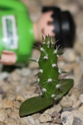 Opuntia am 23.04.2015.jpg
