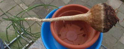 Elefantenfuß ohne Wurzeln.JPG