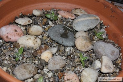 20150425_01.JPG