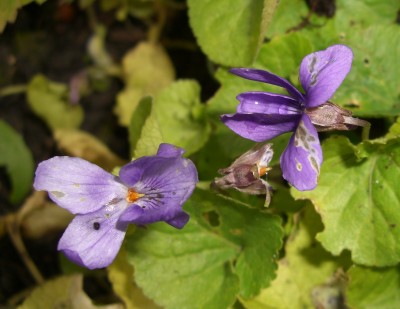 Duftveilchen viola odorata7.JPG