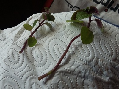 20150426_160736.jpg