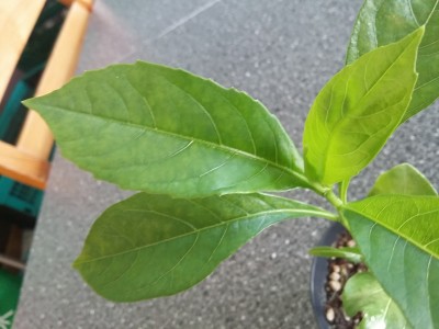 20150429_082751.jpg