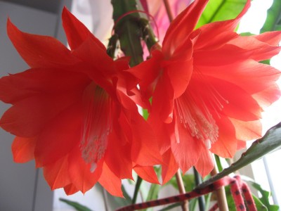 IMG_9087.JPG