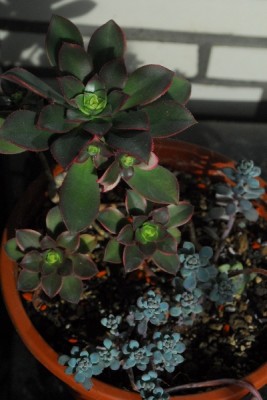 Frühling15 026pp.jpg