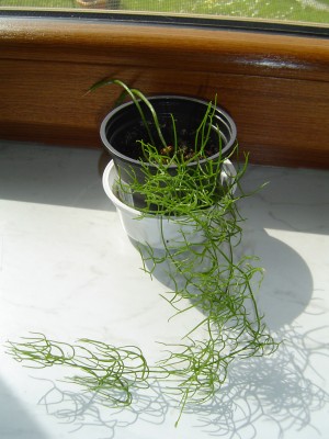 Bowiea volubilis.jpg