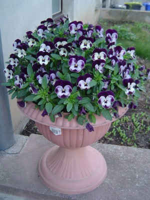 Hornveilchen (Cornuten) (1).jpg