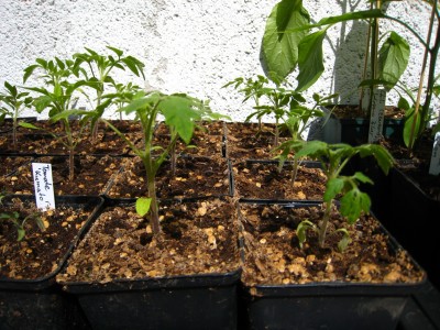 ampeltomate_2.jpg