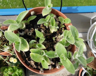T. sillamontana.JPG