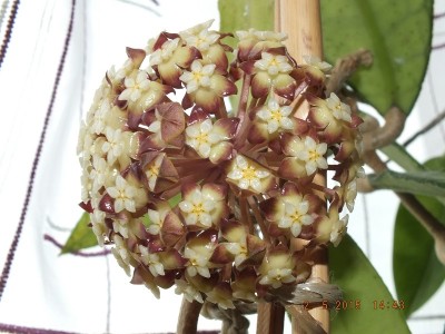 DSCF9166 Hoya finlaysonii.jpg