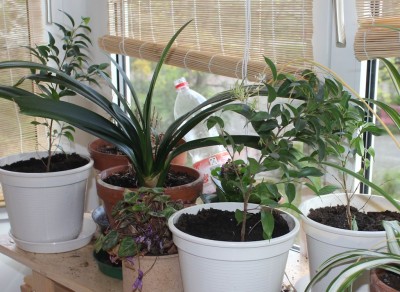 Ficus_April_2012.JPG