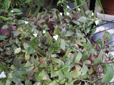 DSCN3609-k.jpg