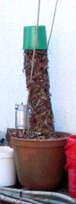 Verpackter Blauglockenbaum.JPG