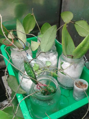 Aleya Garden Hoyas 2.5.15.jpg