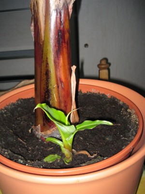 schöne blumen 013.jpg