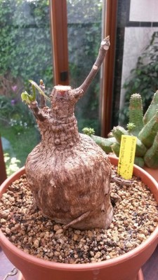 2015-05-06_sterculia_colorata_1.jpg
