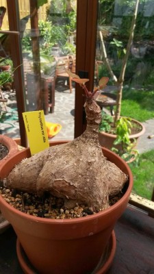 2015-05-06_phyllanthus_mirabilis_1.jpg