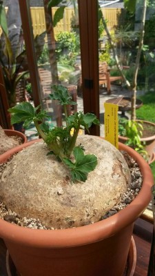 2015-05-06_jatropha_berlandieri_1.jpg