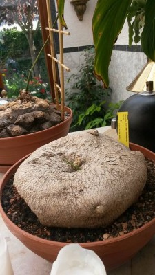 2015-05-06_iberbillea_lindheimeri_1.jpg