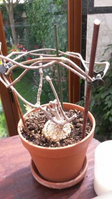 2015-05-06_fockea_edulis_1.jpg