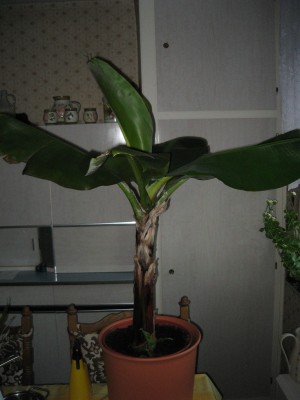 schöne blumen 014.jpg