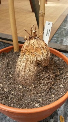 2015-05-06_d_sylvatica_1.jpg
