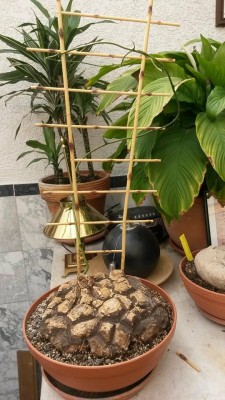 2015-05-06_d_mexicana_gr_1.jpg