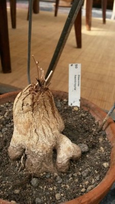 2015-05-06_d_hemicrypta_1.jpg