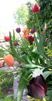 2015-05-06_tulpen_3.jpg