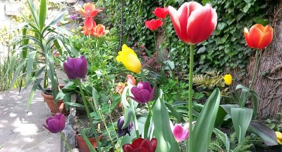 2015-05-06_tulpen_4.jpg