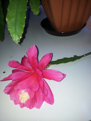 20150507_175443.jpg